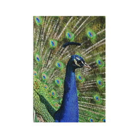 Обложка для паспорта матовая кожа с принтом Павлин , натуральная матовая кожа | размер 19,3 х 13,7 см; прозрачные пластиковые крепления | Тематика изображения на принте: животные | павлин | перо | перышки | природа | птица