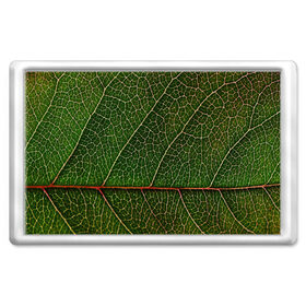 Магнит 45*70 с принтом Листик , Пластик | Размер: 78*52 мм; Размер печати: 70*45 | Тематика изображения на принте: дерево | зеленый | зелень | лист | природа | растения