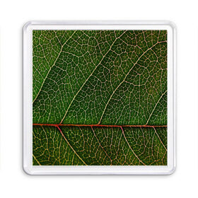 Магнит 55*55 с принтом Листик , Пластик | Размер: 65*65 мм; Размер печати: 55*55 мм | Тематика изображения на принте: дерево | зеленый | зелень | лист | природа | растения