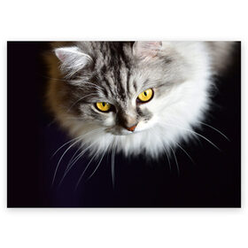 Поздравительная открытка с принтом Жёлтые глаза , 100% бумага | плотность бумаги 280 г/м2, матовая, на обратной стороне линовка и место для марки
 | взгляд | глаза | голова животного | киска | кот | котёнок | кошка | прикольные картинки
