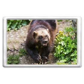 Магнит 45*70 с принтом Росомаха , Пластик | Размер: 78*52 мм; Размер печати: 70*45 | животные | лес | медведи | охота | природа | туризм