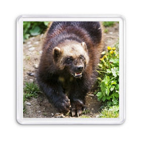 Магнит 55*55 с принтом Росомаха , Пластик | Размер: 65*65 мм; Размер печати: 55*55 мм | Тематика изображения на принте: животные | лес | медведи | охота | природа | туризм