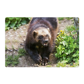 Магнитный плакат 3Х2 с принтом Росомаха , Полимерный материал с магнитным слоем | 6 деталей размером 9*9 см | Тематика изображения на принте: животные | лес | медведи | охота | природа | туризм