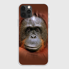 Чехол для iPhone 12 Pro Max с принтом Обезьяна , Силикон |  | животные | о.м.с.к. | обезьяна | орангутанг