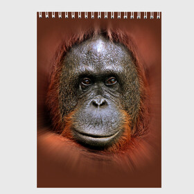 Скетчбук с принтом Обезьяна , 100% бумага
 | 48 листов, плотность листов — 100 г/м2, плотность картонной обложки — 250 г/м2. Листы скреплены сверху удобной пружинной спиралью | Тематика изображения на принте: животные | о.м.с.к. | обезьяна | орангутанг