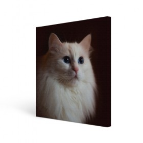 Холст квадратный с принтом Голубые глазки , 100% ПВХ |  | Тематика изображения на принте: белый | кот | фото