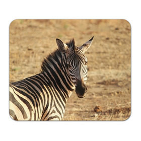 Коврик прямоугольный с принтом Зебра , натуральный каучук | размер 230 х 185 мм; запечатка лицевой стороны | африка | голова животного | зебра | лошадь | природа