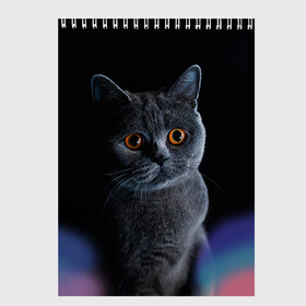 Скетчбук с принтом Британец 1 , 100% бумага
 | 48 листов, плотность листов — 100 г/м2, плотность картонной обложки — 250 г/м2. Листы скреплены сверху удобной пружинной спиралью | британец | британская | британцы | кот | котенок | котик | котэ | кошка