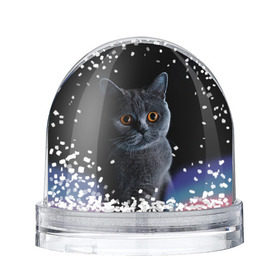 Снежный шар с принтом Британец 1 , Пластик | Изображение внутри шара печатается на глянцевой фотобумаге с двух сторон | британец | британская | британцы | кот | котенок | котик | котэ | кошка