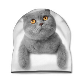 Шапка 3D с принтом Британец 2 , 100% полиэстер | универсальный размер, печать по всей поверхности изделия | Тематика изображения на принте: британец | британская | британцы | кот | котенок | котик | котэ | кошка