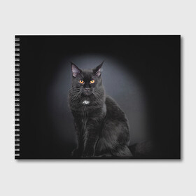 Альбом для рисования с принтом Мейн-кун 3 , 100% бумага
 | матовая бумага, плотность 200 мг. | Тематика изображения на принте: кот | котенок | котик | котэ | кошка | мейн кун | мейнкун | мэйн кун | мэйнкун