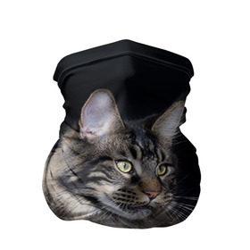 Бандана-труба 3D с принтом Мейн-кун 5 , 100% полиэстер, ткань с особыми свойствами — Activecool | плотность 150‒180 г/м2; хорошо тянется, но сохраняет форму | кот | котенок | котик | котэ | кошка | мейн кун | мейнкун | мэйн кун | мэйнкун