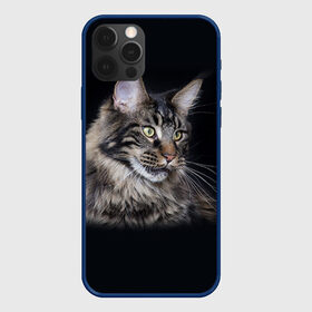Чехол для iPhone 12 Pro с принтом Мейн-кун 5 , силикон | область печати: задняя сторона чехла, без боковых панелей | Тематика изображения на принте: кот | котенок | котик | котэ | кошка | мейн кун | мейнкун | мэйн кун | мэйнкун