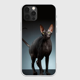 Чехол для iPhone 12 Pro с принтом Сфинкс 7 , силикон | область печати: задняя сторона чехла, без боковых панелей | кот | котенок | котик | котэ | кошка | сфинкс