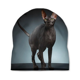Шапка 3D с принтом Сфинкс 7 , 100% полиэстер | универсальный размер, печать по всей поверхности изделия | кот | котенок | котик | котэ | кошка | сфинкс