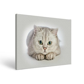 Холст прямоугольный с принтом Британец 6 , 100% ПВХ |  | Тематика изображения на принте: британец | британская | британцы | кот | котенок | котик | котэ | кошка