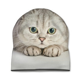 Шапка 3D с принтом Британец 6 , 100% полиэстер | универсальный размер, печать по всей поверхности изделия | Тематика изображения на принте: британец | британская | британцы | кот | котенок | котик | котэ | кошка