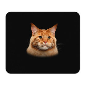 Коврик прямоугольный с принтом Мейн-кун 6 , натуральный каучук | размер 230 х 185 мм; запечатка лицевой стороны | Тематика изображения на принте: кот | котенок | котик | котэ | кошка | мейн кун | мейнкун | мэйн кун | мэйнкун