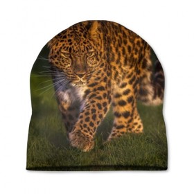 Шапка 3D с принтом Дальневосточный леопард , 100% полиэстер | универсальный размер, печать по всей поверхности изделия | дикая кошка | леопард | природа | хищник
