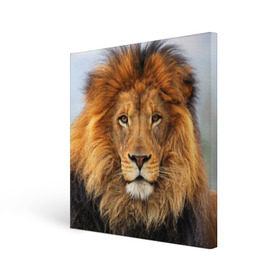 Холст квадратный с принтом Красавец лев , 100% ПВХ |  | Тематика изображения на принте: lion | грива | дикая кошка | добыча | животное | зверь | клыки | когти | король джунглей | лев | мясо | хищник | царь зверей