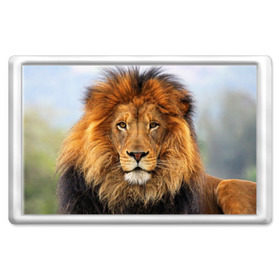 Магнит 45*70 с принтом Красавец лев , Пластик | Размер: 78*52 мм; Размер печати: 70*45 | Тематика изображения на принте: lion | грива | дикая кошка | добыча | животное | зверь | клыки | когти | король джунглей | лев | мясо | хищник | царь зверей