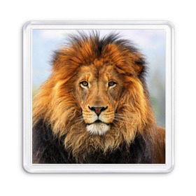 Магнит 55*55 с принтом Красавец лев , Пластик | Размер: 65*65 мм; Размер печати: 55*55 мм | Тематика изображения на принте: lion | грива | дикая кошка | добыча | животное | зверь | клыки | когти | король джунглей | лев | мясо | хищник | царь зверей
