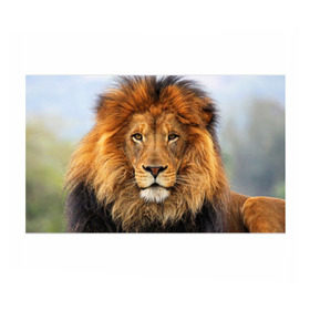 Бумага для упаковки 3D с принтом Красавец лев , пластик и полированная сталь | круглая форма, металлическое крепление в виде кольца | Тематика изображения на принте: lion | грива | дикая кошка | добыча | животное | зверь | клыки | когти | король джунглей | лев | мясо | хищник | царь зверей