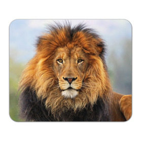 Коврик прямоугольный с принтом Красавец лев , натуральный каучук | размер 230 х 185 мм; запечатка лицевой стороны | lion | грива | дикая кошка | добыча | животное | зверь | клыки | когти | король джунглей | лев | мясо | хищник | царь зверей
