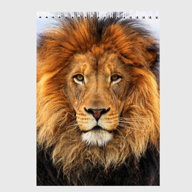 Скетчбук с принтом Красавец лев , 100% бумага
 | 48 листов, плотность листов — 100 г/м2, плотность картонной обложки — 250 г/м2. Листы скреплены сверху удобной пружинной спиралью | lion | грива | дикая кошка | добыча | животное | зверь | клыки | когти | король джунглей | лев | мясо | хищник | царь зверей