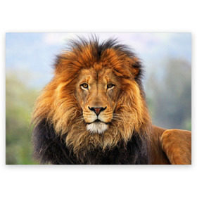 Поздравительная открытка с принтом Красавец лев , 100% бумага | плотность бумаги 280 г/м2, матовая, на обратной стороне линовка и место для марки
 | Тематика изображения на принте: lion | грива | дикая кошка | добыча | животное | зверь | клыки | когти | король джунглей | лев | мясо | хищник | царь зверей