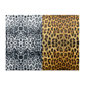 Обложка для студенческого билета с принтом Леопард/Снежный Барс , натуральная кожа | Размер: 11*8 см; Печать на всей внешней стороне | Тематика изображения на принте: textures | барс | животное | леопард | пятна | снежный | текстура | чёрное с белым