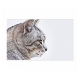 Бумага для упаковки 3D с принтом Серый кот , пластик и полированная сталь | круглая форма, металлическое крепление в виде кольца | взгляд | глаза | голова животного | киска | кот | котёнок | кошка | прикольные картинки