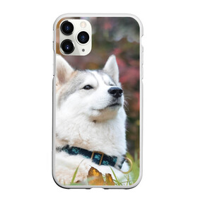 Чехол для iPhone 11 Pro матовый с принтом Хаски , Силикон |  | лайка | маламут | песик | песики | собака | собаки | хаски