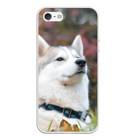 Чехол для iPhone 5/5S матовый с принтом Хаски , Силикон | Область печати: задняя сторона чехла, без боковых панелей | лайка | маламут | песик | песики | собака | собаки | хаски