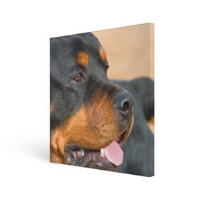 Холст квадратный с принтом Ротвейлер , 100% ПВХ |  | большая | пес | песик | псина | ротвейлер | ротвейлеры | собака | собаки