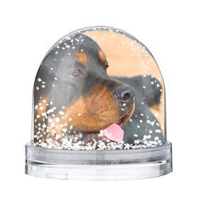 Снежный шар с принтом Ротвейлер , Пластик | Изображение внутри шара печатается на глянцевой фотобумаге с двух сторон | большая | пес | песик | псина | ротвейлер | ротвейлеры | собака | собаки