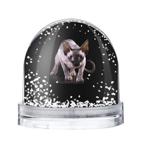 Снежный шар с принтом Сфинкс , Пластик | Изображение внутри шара печатается на глянцевой фотобумаге с двух сторон | взгляд | глаза | голова животного | киска | кот | котёнок | кошка | прикольные картинки