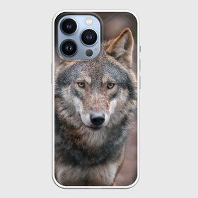 Чехол для iPhone 13 Pro с принтом Wolf ,  |  | Тематика изображения на принте: зверь | лес