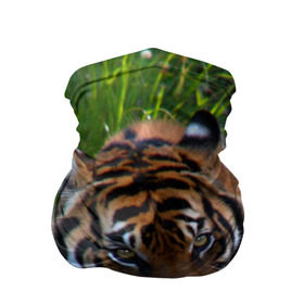 Бандана-труба 3D с принтом Скромный тигр , 100% полиэстер, ткань с особыми свойствами — Activecool | плотность 150‒180 г/м2; хорошо тянется, но сохраняет форму | дикие | лев | милые | новинки | орел | популярные | прикольные | природа | птицы | тигр | яркие