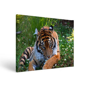 Холст прямоугольный с принтом Скромный тигр , 100% ПВХ |  | Тематика изображения на принте: дикие | лев | милые | новинки | орел | популярные | прикольные | природа | птицы | тигр | яркие