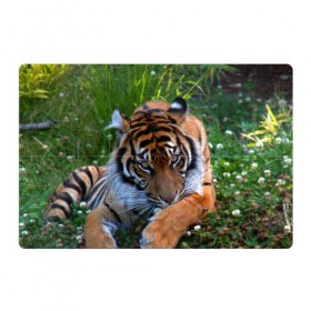 Магнитный плакат 3Х2 с принтом Скромный тигр , Полимерный материал с магнитным слоем | 6 деталей размером 9*9 см | Тематика изображения на принте: дикие | лев | милые | новинки | орел | популярные | прикольные | природа | птицы | тигр | яркие