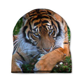 Шапка 3D с принтом Скромный тигр , 100% полиэстер | универсальный размер, печать по всей поверхности изделия | дикие | лев | милые | новинки | орел | популярные | прикольные | природа | птицы | тигр | яркие