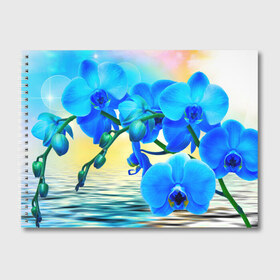 Альбом для рисования с принтом Орхидеи , 100% бумага
 | матовая бумага, плотность 200 мг. | Тематика изображения на принте: орхидея | природа | цветы