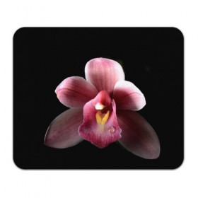 Коврик прямоугольный с принтом Орхидея , натуральный каучук | размер 230 х 185 мм; запечатка лицевой стороны | 