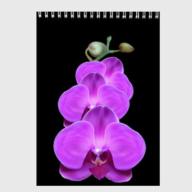 Скетчбук с принтом Орхидея , 100% бумага
 | 48 листов, плотность листов — 100 г/м2, плотность картонной обложки — 250 г/м2. Листы скреплены сверху удобной пружинной спиралью | орхидея | флора | цветок
