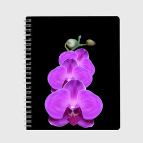 Тетрадь с принтом Орхидея , 100% бумага | 48 листов, плотность листов — 60 г/м2, плотность картонной обложки — 250 г/м2. Листы скреплены сбоку удобной пружинной спиралью. Уголки страниц и обложки скругленные. Цвет линий — светло-серый
 | орхидея | флора | цветок
