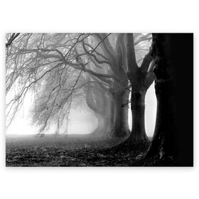 Поздравительная открытка с принтом Туман в лесу , 100% бумага | плотность бумаги 280 г/м2, матовая, на обратной стороне линовка и место для марки
 | black   white | fog | forest | morning | photo | silhouette | trees | деревья | лес | силуэт | туман | утро | фото | черно   белое
