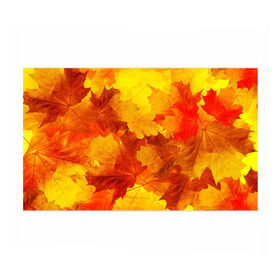 Бумага для упаковки 3D с принтом Осень , пластик и полированная сталь | круглая форма, металлическое крепление в виде кольца | autumn | bright | color | forest | leaves | maple | paint | trees | деревья | клен | краски | лес | листья | осень | цвета | яркие