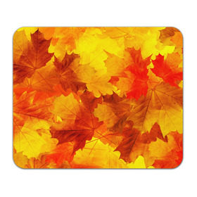 Коврик прямоугольный с принтом Осень , натуральный каучук | размер 230 х 185 мм; запечатка лицевой стороны | autumn | bright | color | forest | leaves | maple | paint | trees | деревья | клен | краски | лес | листья | осень | цвета | яркие