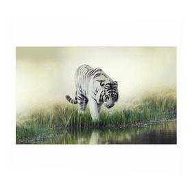 Бумага для упаковки 3D с принтом Белый тигр , пластик и полированная сталь | круглая форма, металлическое крепление в виде кольца | Тематика изображения на принте: дикая кошка | природа | тигр | хищник